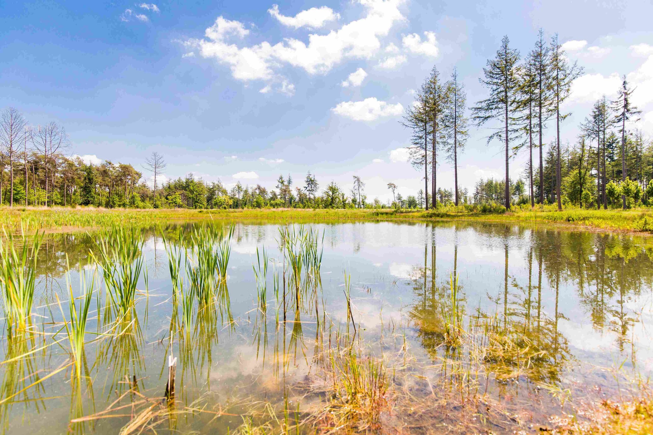 Workshop Natuurfotografie Natuurbegraven Nederland